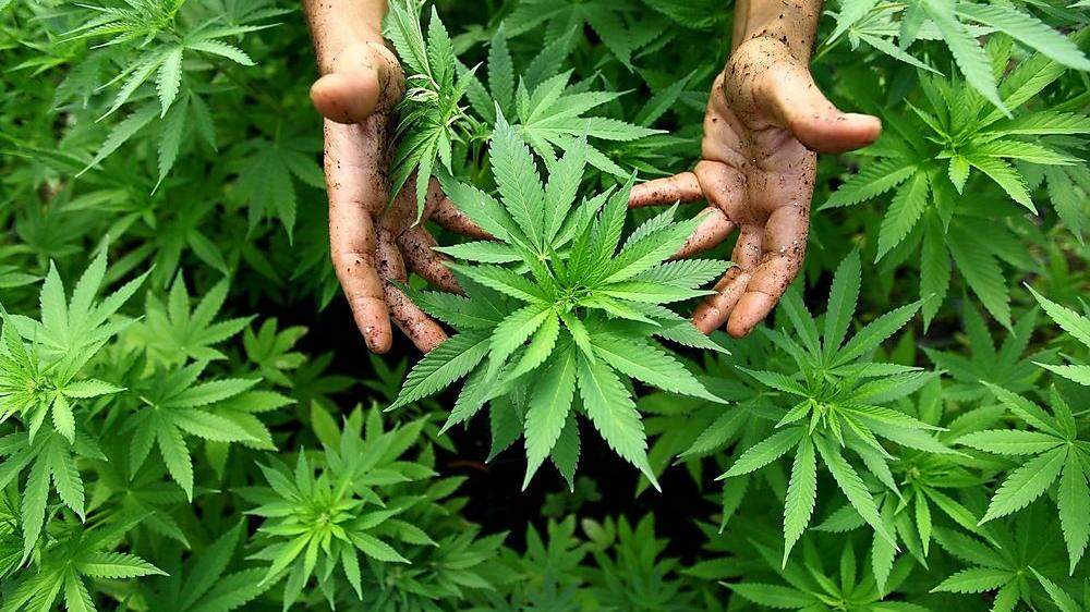 Spanier debattieren �ber Cannabis-Anbau