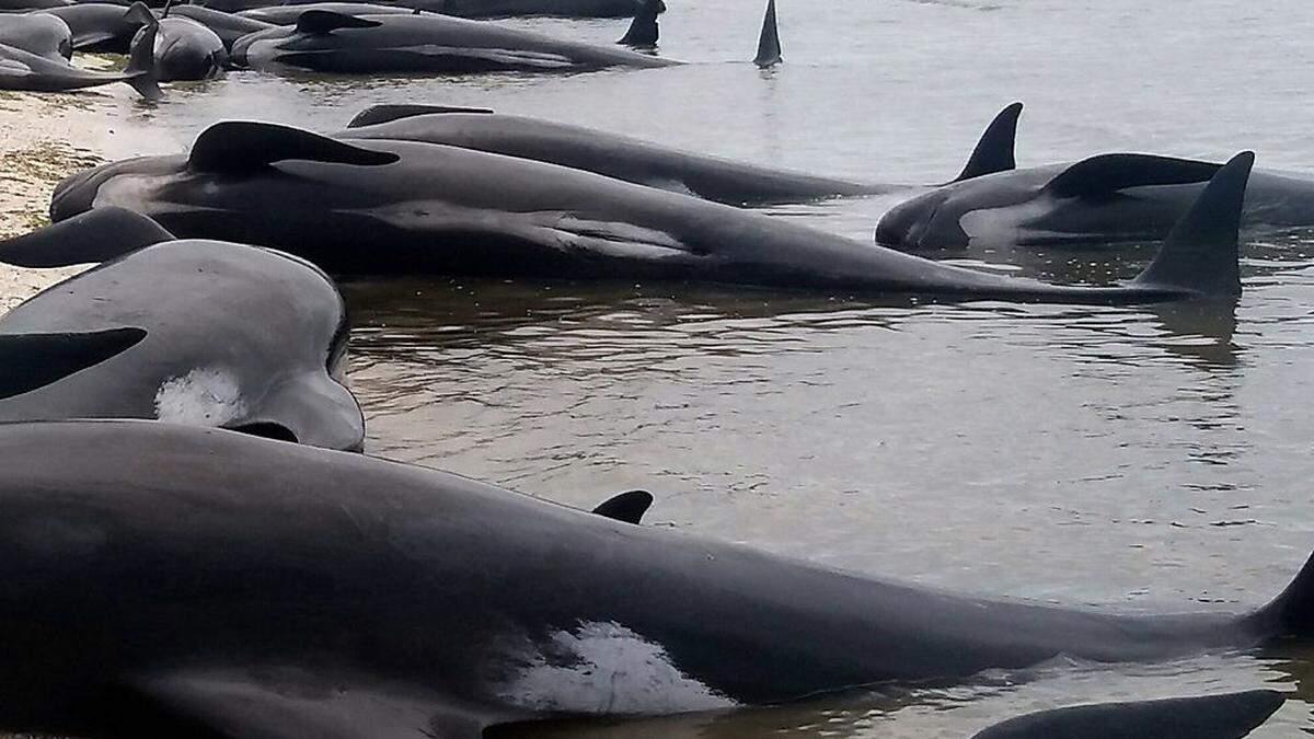 Archivbild: Immer wieder stranden in Neuseeland Wale