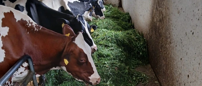 14 Rinder der Herde von Landwirtin und Züchterin Heidrun Ofner aus Kraubath sind durch Hundekot auf einer ihrer Wiesen mit einem gefährlichen Parasiten infiziert worden