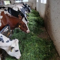 14 Rinder der Herde von Landwirtin und Züchterin Heidrun Ofner aus Kraubath sind durch Hundekot auf einer ihrer Wiesen mit einem gefährlichen Parasiten infiziert worden