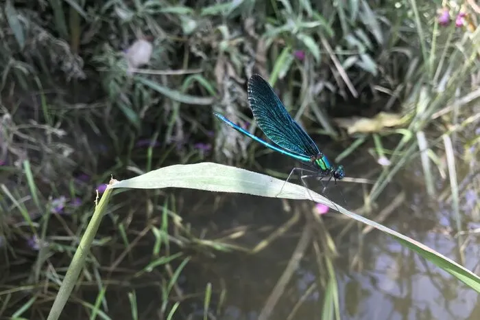 Überall flogen Prachtlibellen herum. Die besondere blaue Farbe begeisterte die Teilnehmer.