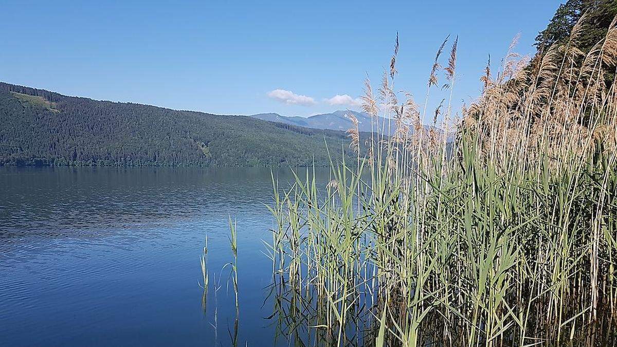 Der Schilfgürtel am Millstätter See