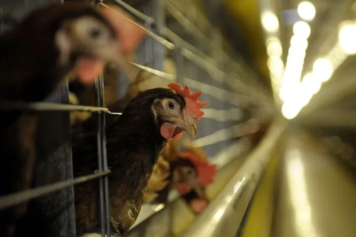 Eierlegen können nur die weiblichen Legehühner, doch für jedes weibliche Huhn wird auch ein männliches Kücken geboren.