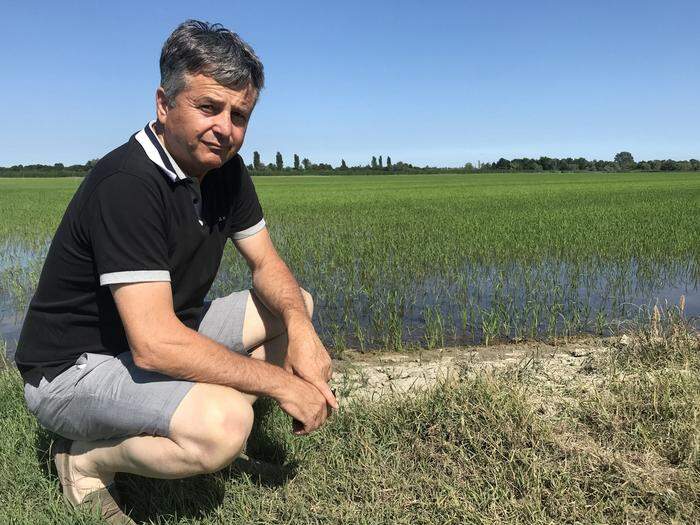 Giancarlo Canella vor seinen Reispflanzen: „Wir können nur noch hoffen“