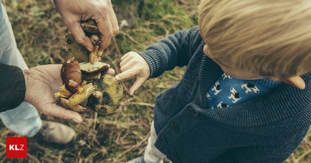 40-Jahre-nach-Tschernobyl-Wie-gef-hrlich-sind-Pilze-heute-noch-