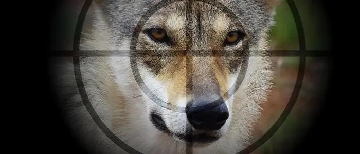 Kein Abschuss: Der Wolf ist zwar bekannt, darf aber nicht entnommen werden