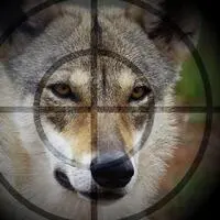 Kein Abschuss: Der Wolf ist zwar bekannt, darf aber nicht entnommen werden