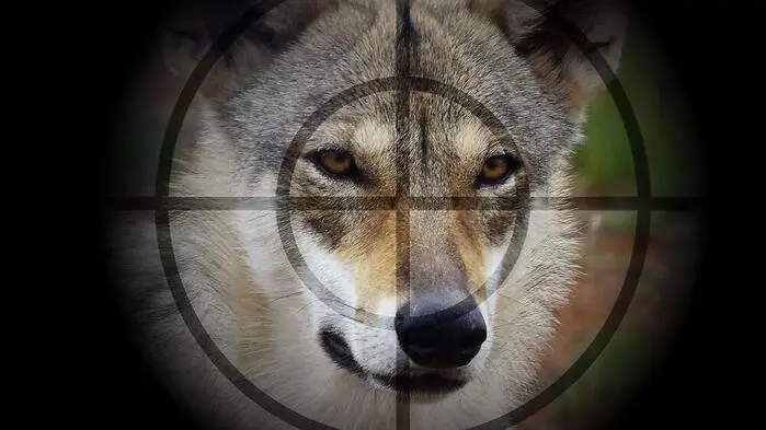 Kein Abschuss: Der Wolf ist zwar bekannt, darf aber nicht entnommen werden
