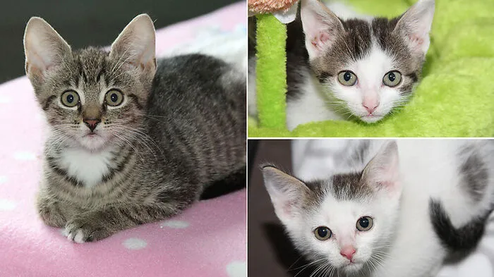 Jumbo mit den größen Öhrchen und seine Kumpel Ultimo und Einstein sind dreifröhliche Katzenkinder, die sich ein Zuhause mit einem gleichaltrigen Katzenkumpel wünschen. Weitere Informationen und Kontakt: www.tiereck.at