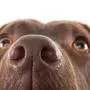 A brown labrador nose close-up against a white background