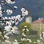 Immer mehr Knospen springen in diesen Tagen auf, früh blühende Bäume erstrahlen bereits ganz in Weiß