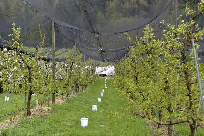 Es ist später Nachmittag und in unregelmäßigen Böen bläst ein kalter Wind über die Obstgärten rund um das Anwesen von Sepp und Anna Singer.