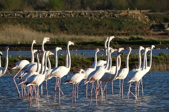 Die Saline Ulcinj ist eines der wichtigsten Rast- und Brutgebiete für Zugvögel an der östlichen Adriaküste. Insbesondere im Frühjahr und Herbst rasten hier zehntausende Wasservögel auf ihrem Zugweg. Insgesamt 252 Vogelarten sind hier gezählt worden, allein 20 sind weltweit vom Aussterben bedroht. Die farbenfrohen Stars sind die Flamingos, die man auch in der Saline von Tivat beobachten kann.