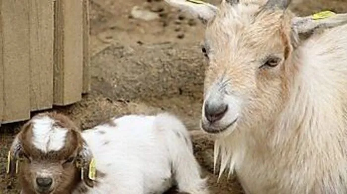 Den Zwergziegen in der Tierwelt Herberstein geht es zum Glück bestens