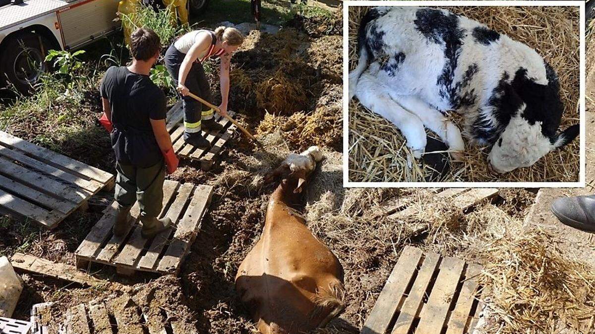 Kuh Lilli bekam kurz nach dem Rettungseinsatz ihr Kalb Florian