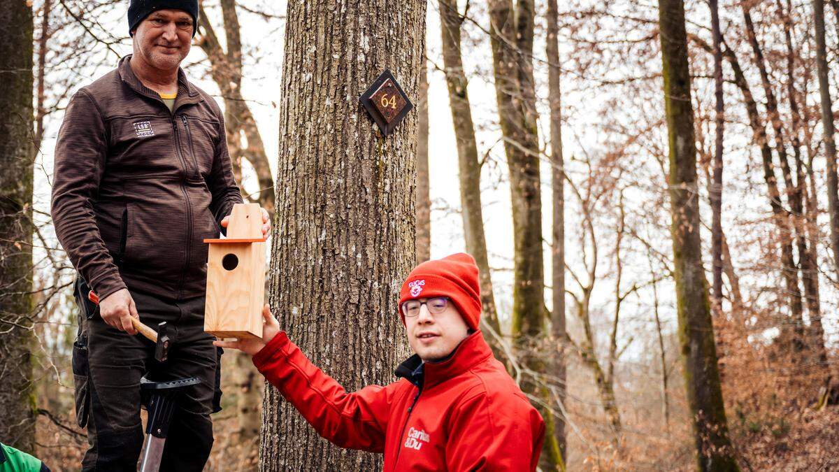 Nach und nach werden die Nistkästen in den Kärntner Friedensforsten angebracht