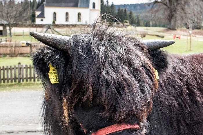Die Siegerin "Una Dubh 1st" vom Kraigerberg