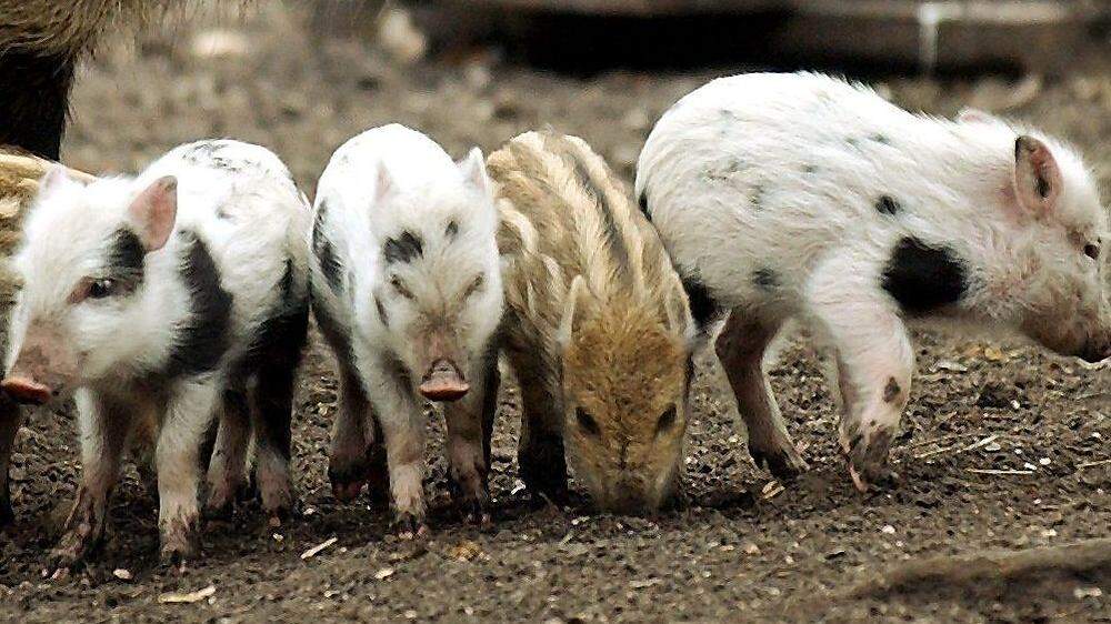 Die Afrikanische Schweinepest trat bisher hauptsächlich bei Wildschweinen auf - sie sorgt aber am bäuerlichen Schweinemarkt für enorme Preisstürze
