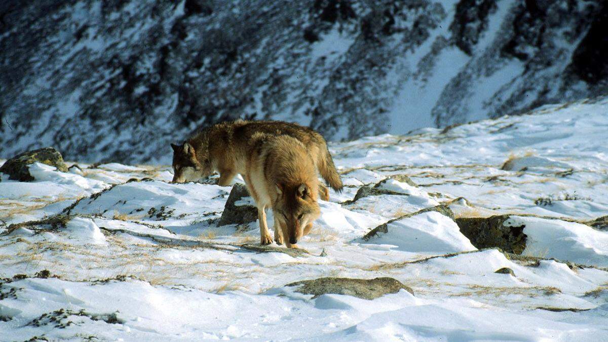 Die Sichtungen und Nachweise von Wölfen in Ost- und Nordtirol sind breit gestreut 