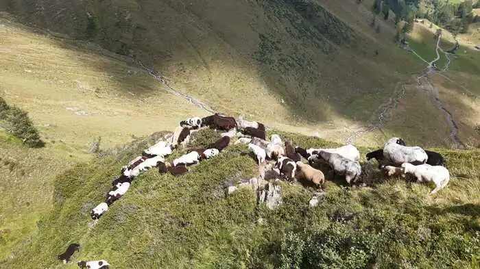 126 Schafe wurden abgetrieben