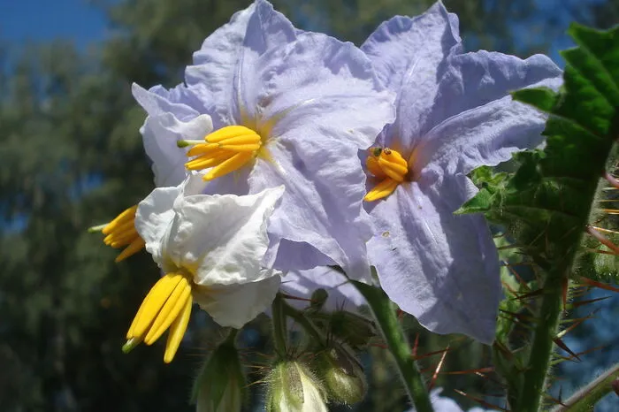 Fällt ebenfalls unter essbar und schön: die Litchitomate bzw. Lulita (Solanum sisymbriifolium) ist ein Nachtschattengewächs. Sie liebt nährstoffreiche Böden und windgeschützte, regengeschützte, sonnige Standorte. Man kann sie im Obst- und Gemüsegarten einsetzen oder auch als "natürlichen Stacheldrahtzaun" verwenden, sie ist nämlich stark bestachelt. Vermehrung durch Aussaat im Frühjahr ähnlich den Tomaten. 