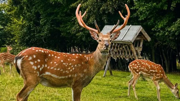 Die EU stufte das Sikawild als invasiv ein – ab August 2027 darf es nicht mehr gehalten, gezüchtet und verkauft werden. Österreichweit setzen sich 204 Betriebe für eine Ausnahmeregelung ein, 55 davon aus der Steiermark