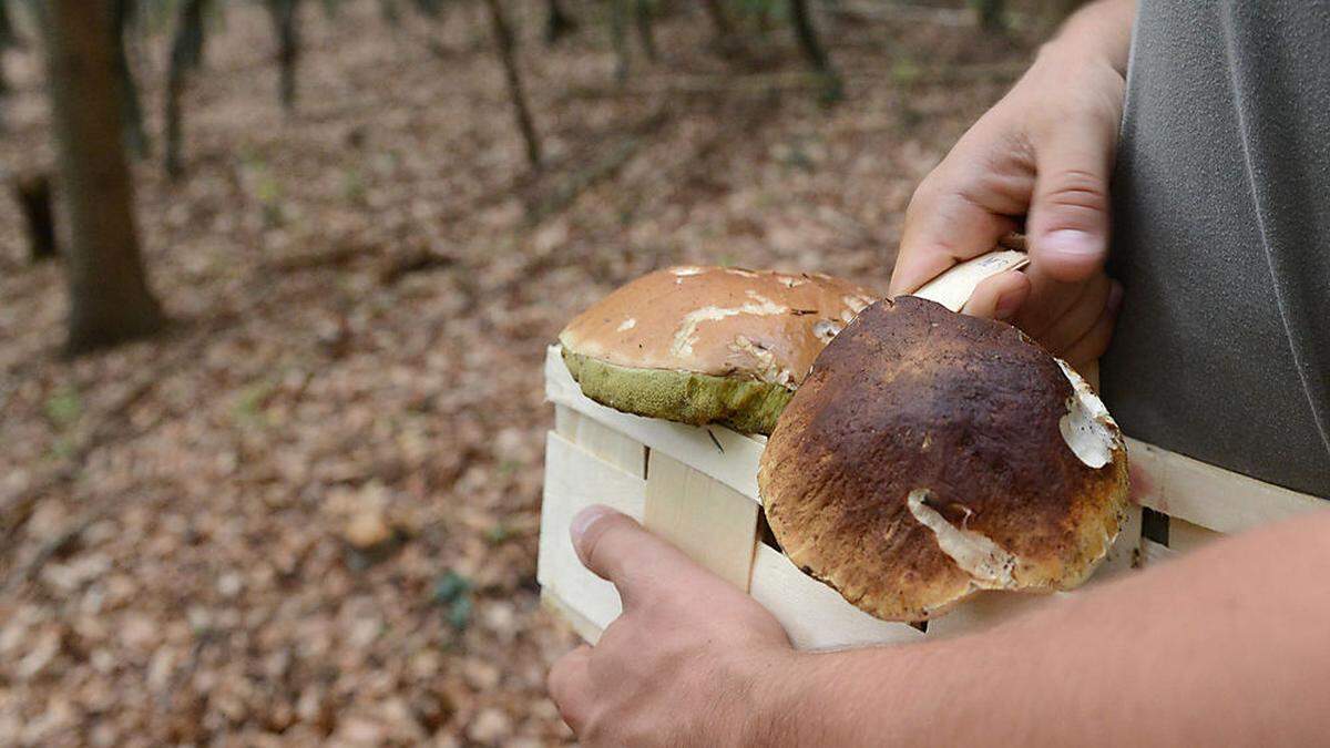 Schwammerlsucher verirrte sich (Symbolbild)