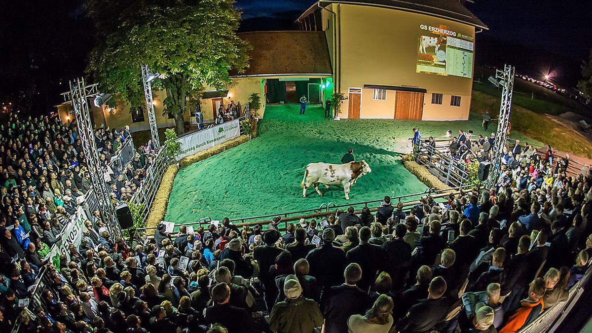 50 Stiere drehen auf dem tierischen Laufsteg in Gleisdorf ihre Runden 