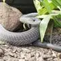 World s Deadliest Snakes Season 1 - filmstill A black mamba Dendroaspis polylepis World s Deadliest Snakes 2020 -, Season 1, Africa  EDITORIAL USE ONLY Copyright: xCAP/SFSx
