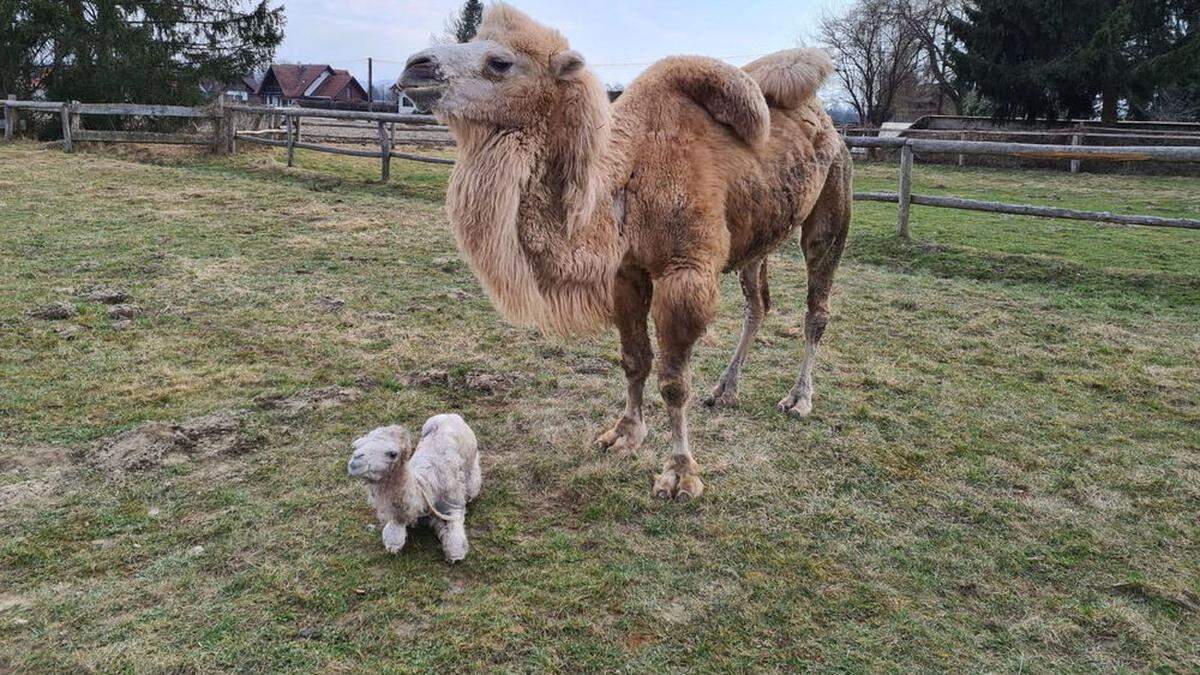 Simba und Indira II. posieren für ihr erstes gemeinsames Babyfoto