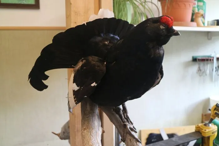 Ein Birkhahn beim Trocknen in der Werkstatt.