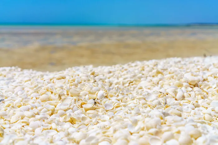 Der Shell Beach an der Shark Bay besteht aus einer bis zu zehn Meter dicken Schicht aus kleinen Herzmuscheln. Über die Jahrtausende sammelten sich an dem Strand so viele Muscheln, dass sie früher auch als Baumaterial abgetragen wurden.