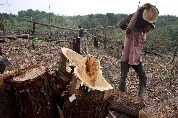 Seit 1990 wurden Waldflächen vernichtet, die sechseinhalb mal so groß sind wie Deutschland. 24.000 Arten weltweit sind nach Angaben der Weltnaturschutzunion (IUCN) bedroht.