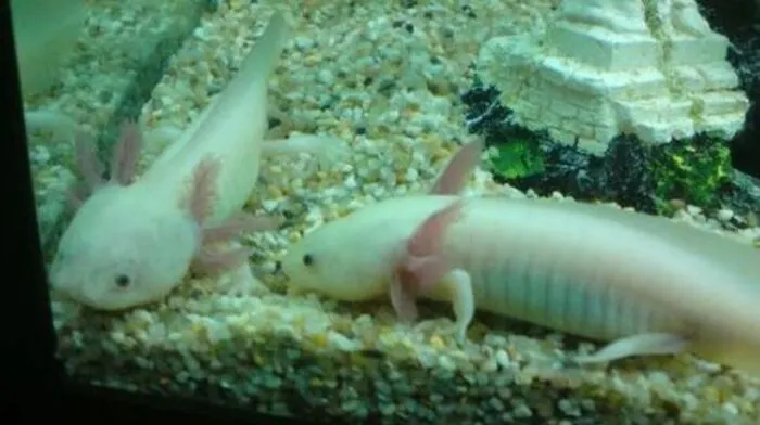 Zwei Axolotls