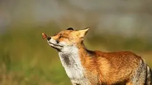 Portrait of a red fox (Vulpes vulpes) with a butterfly on nose. 