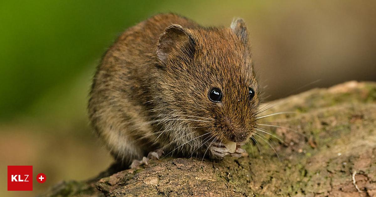 Hantavirus Die Rötelmaus kann ein potenziell tödliche Virus übertragen