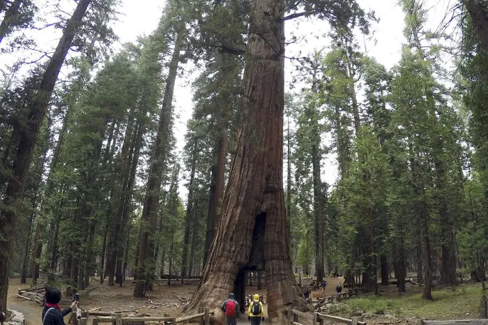Der als "Pioneer Cabin Tree" bekannte Baum war eine Touristenattraktion in dem südöstlich von Sacramento gelegenen Park.