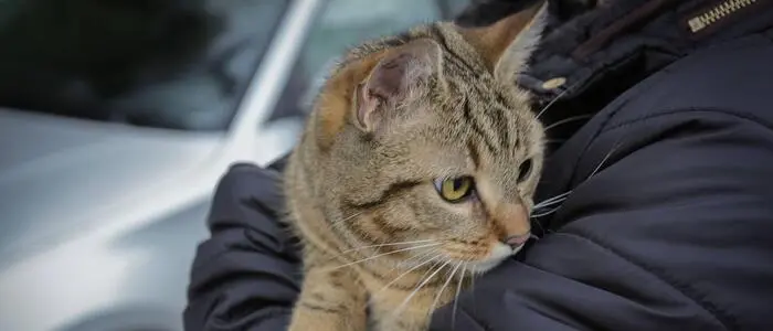 Die Katze konnte gerettet und unverletzt an ihre Besitzer übergeben werden (Sujetfoto)