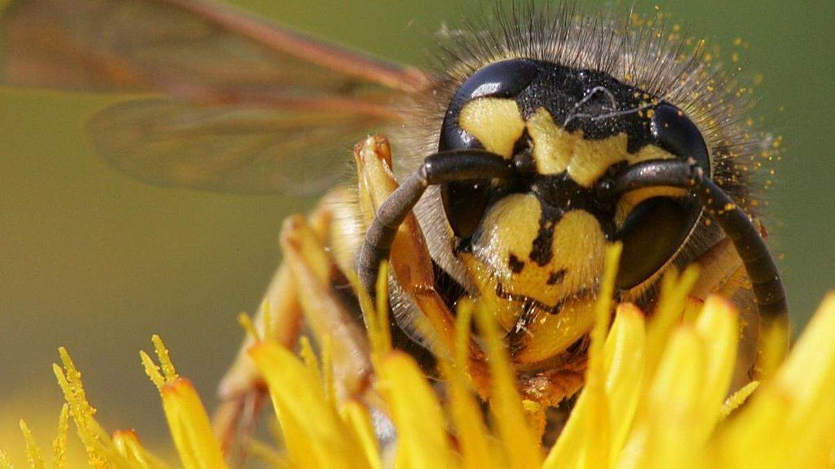 Mehrere Steirer mussten nach Insektenstichen ins Krankenhaus eingeliefert werden 