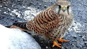 Turmfalke, fotografiert von Leserreporterin Martina Altersberger, Lendorf