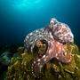 Der Große Blaue Krake (Octopus cyanea) lebt im Pazifischen und Indischen Ozean von Hawaii bis an die afrikanische Ostküste.