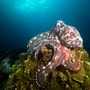 Der Große Blaue Krake (Octopus cyanea) lebt im Pazifischen und Indischen Ozean von Hawaii bis an die afrikanische Ostküste.