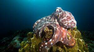 Der Große Blaue Krake (Octopus cyanea) lebt im Pazifischen und Indischen Ozean von Hawaii bis an die afrikanische Ostküste.