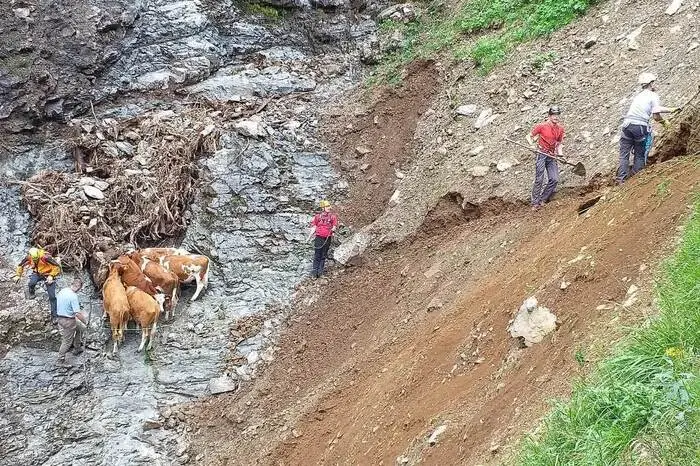 Während die Bergretter beim alpinen Wegebau schufteten, warteten die Kälber, vom Bauern beruhigt, geduldig ab