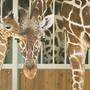 Giraffe Nio wurde nur vier Wochen alt