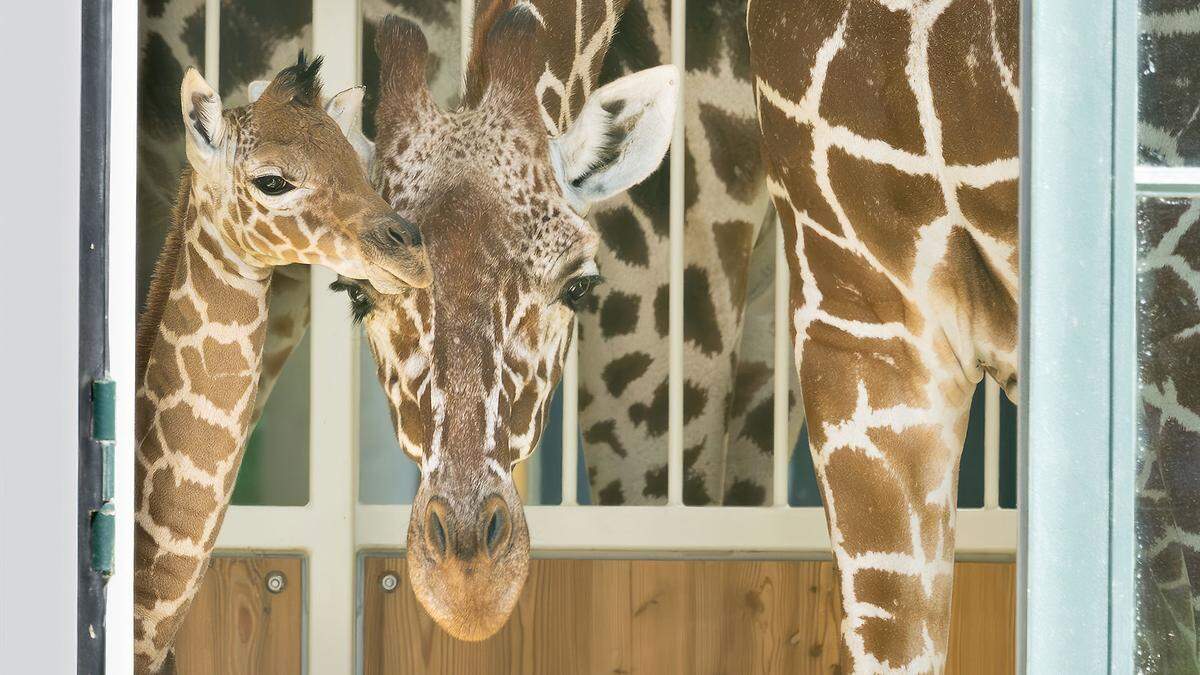 Giraffe Nio wurde nur vier Wochen alt