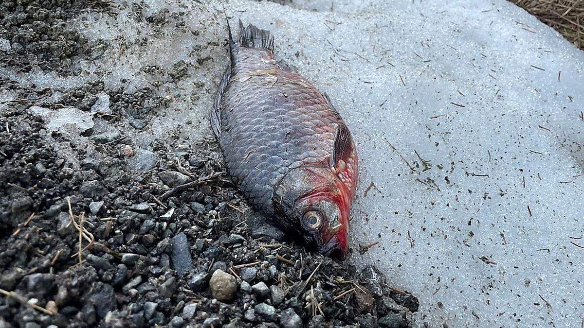 Der Fisch, der wahrscheinlich einem Kormoran aus dem Schnabel gefallen ist 