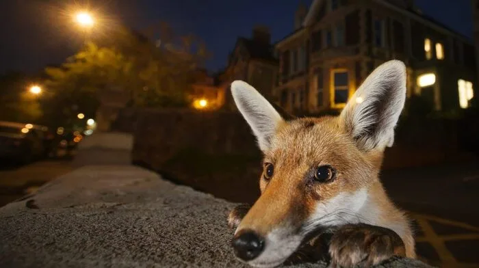 Jedes Jahr werden die besten Tierfotos beim "Wildlife Photograper of the Year"-Wettbewerb gekürt. Ein Ausblick auf die zehn Finalisten für das Jahr 2016. Am Bild: Ein neugieriger Rotfuchs der über eine Mauer in Bristol lugt.