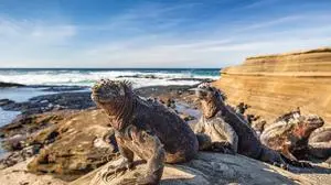 Die Meerechsen auf den Galapagosinseln