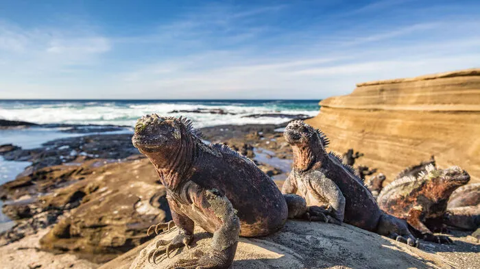 Die Meerechsen auf den Galapagosinseln